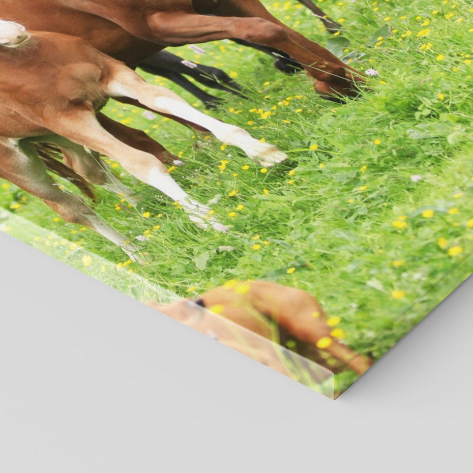 Obraz na płótnie 50x70 - Galopujące konie - konie, galop