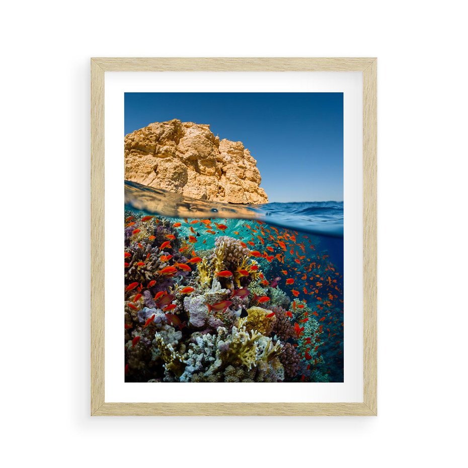 Plakat w ramie 40x50 - Rafa koralowa w oceanie - rafa, koralowa - rama drewno