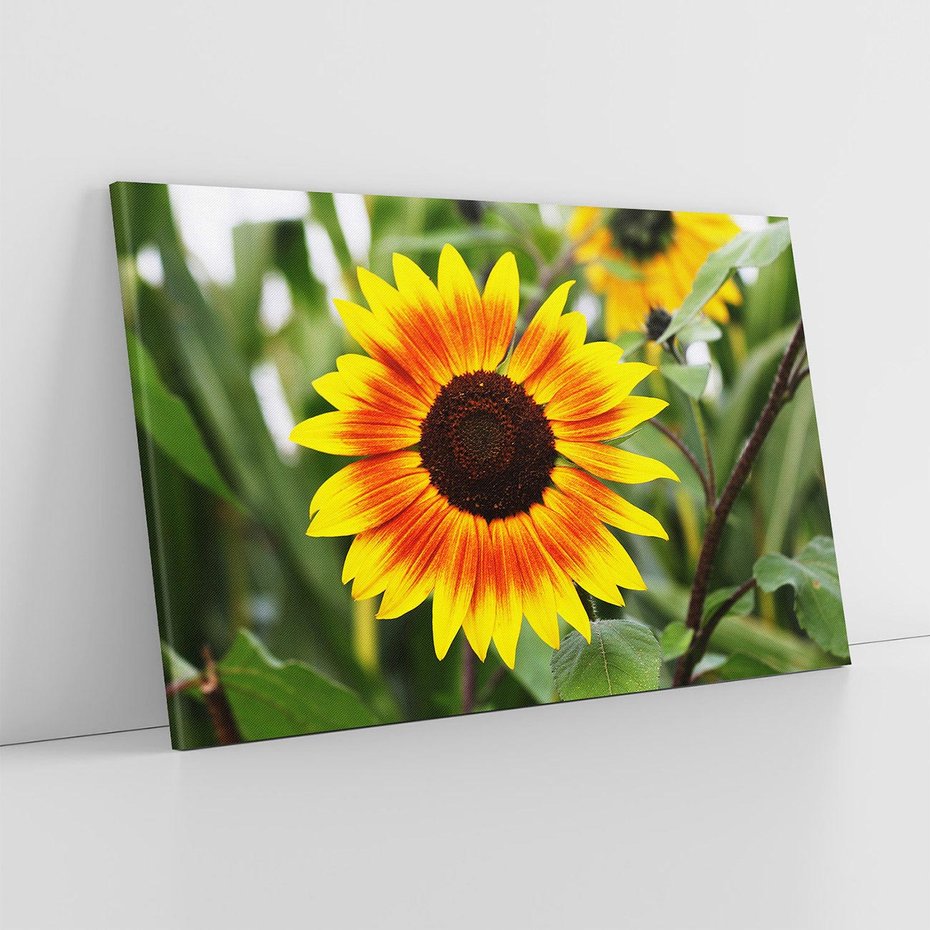 Obraz na płótnie 70x50 - Kwiatowa harmonia natury - słonecznik, kwiaty