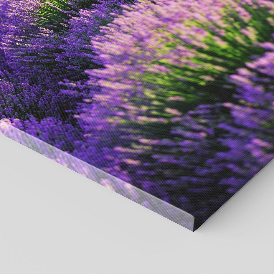 Obraz na płótnie 70x100 - Malownicze Pole Lawendy - lawenda, pole