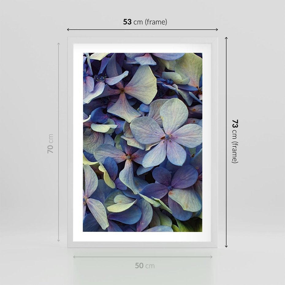 Plakat w ramie 50x70 - Hortensja - delikatność kwiatów - hortensja, kwiaty - rama biała