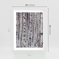 Plakat w ramie 40x50 - Lśniące Brzozy - brzozy, las - rama biała