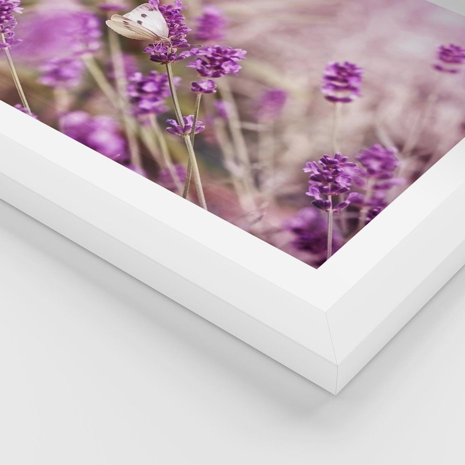 Plakat w ramie 30x40 - Majestat lawendy: fioletowe pola - lawenda, fiolet - rama biała