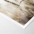 Plakat bez ramy 21x30 - Kłosy Pszenicy w Sepii - zboże, kłos pszenicy