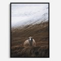 Obraz w ramie 70x100 - Owiecka panorama - góry, owca - rama czarna