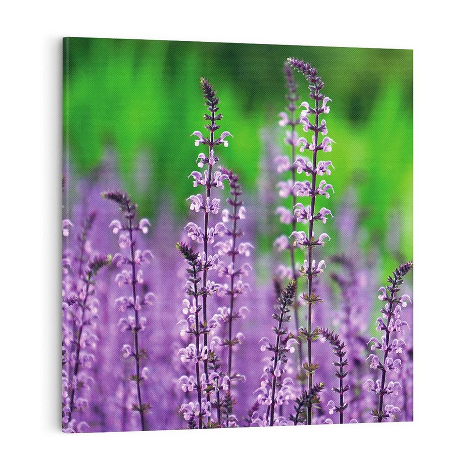 Obraz na płótnie 70x70 - Lawenda magia purpury - lawenda, kwiaty