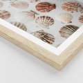 Plakat w ramie 50x70 - Morska Delikatność: Muszelki na Białym Tle - kompozycja, morskie muszelki na białym tle - rama drewno