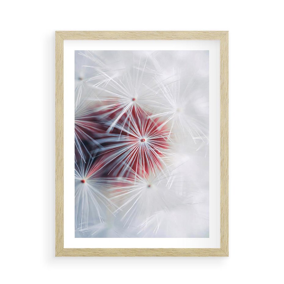 Plakat w ramie 50x70 - Minimalistyczna Delikatność - zbliżenie, dmuchawce - rama drewno