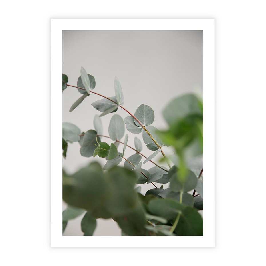 Plakat bez ramy 30x40 - Liście eukaliptusa w naturze - eukaliptus, liście