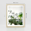 Plakat w ramie 40x50 - Zielony Świat Eukaliptusa - eukaliptus, fotografia - rama drewno