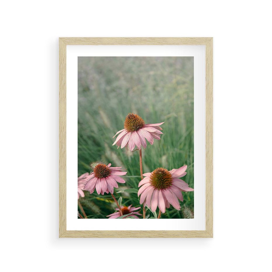 Plakat w ramie 30x40 - Natura w Pełnym Blasku - kwiaty na łące, różowe kwiaty polne - rama drewno