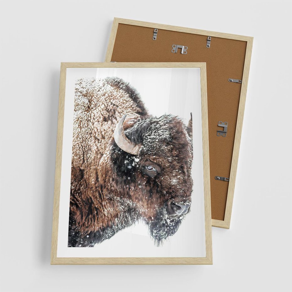 Plakat w ramie 50x70 - Obraz Dzikiej Przyrody w Śnieżnym Otoczeniu - żubr, śnieg - rama drewno