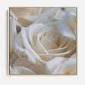Obraz w ramie 50x50 - Białe róże piękności - białe, róże - rama drewno