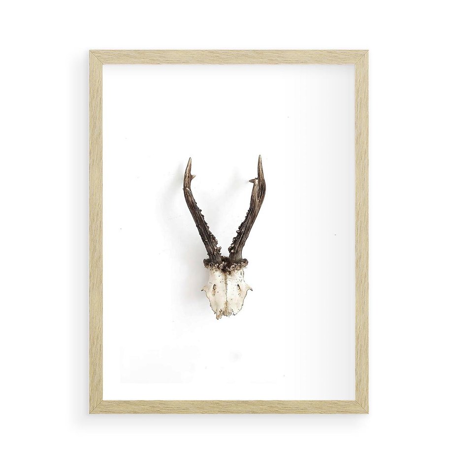 Plakat w ramie 50x70 - Minimalistyczne Poroże Jelenia - poroże jelenia na ścianie, minimalizm - rama drewno
