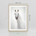 Plakat w ramie 50x70 - Elegancja białego konia - biały, koń - rama drewno