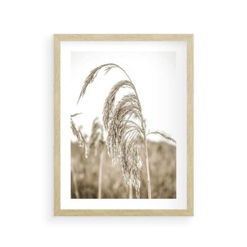 Plakat w ramie 30x40 - Ujęcie Suchych Traw - suche trawy, zbliżenie - rama drewno