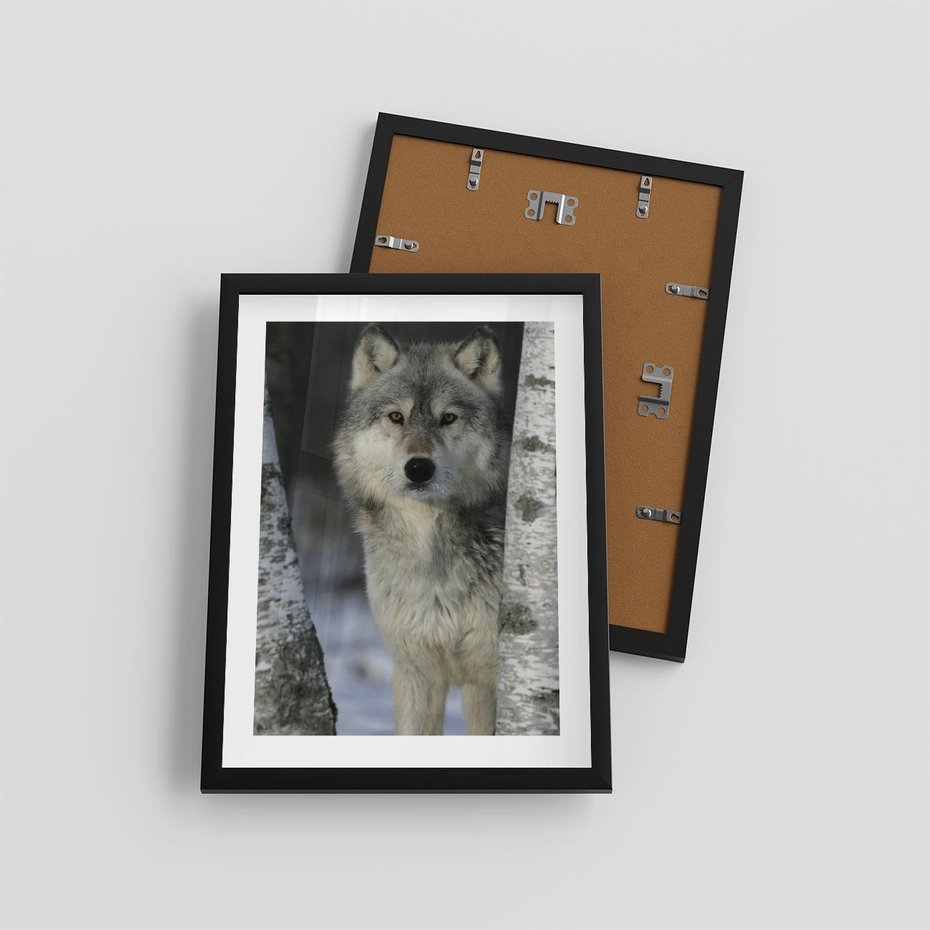 Plakat w ramie 30x40 - Wilk w Zimowym Lesie - wilk, las - rama czarna