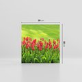 Obraz na płótnie 30x30 - Tulipanowy raj - kwiat, kwiaty