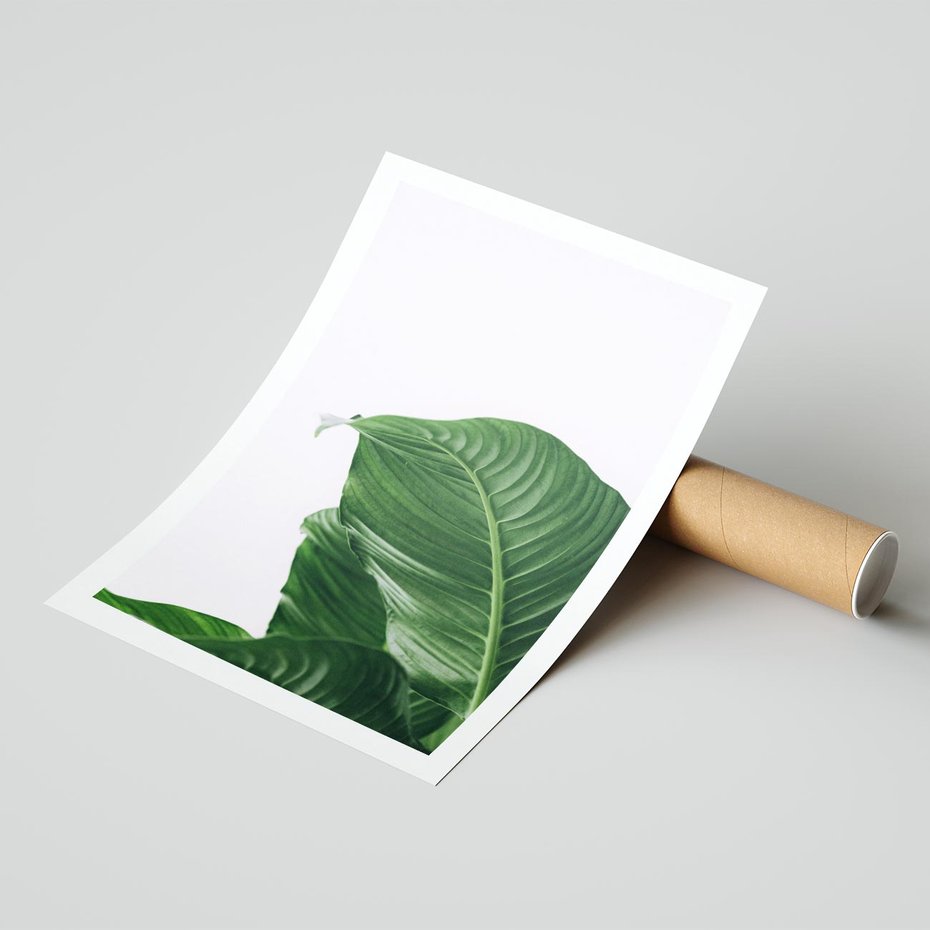 Plakat bez ramy 21x30 - Zielone liście monstery - liście, monstera