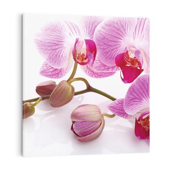 Obraz na płótnie 50x50 - Elegancka orchidea w pełnym rozkwicie - orchidea, kwiat