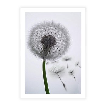 Plakat bez ramy 50x70 - Lekkość Przemijania - dmuchawiec, makro