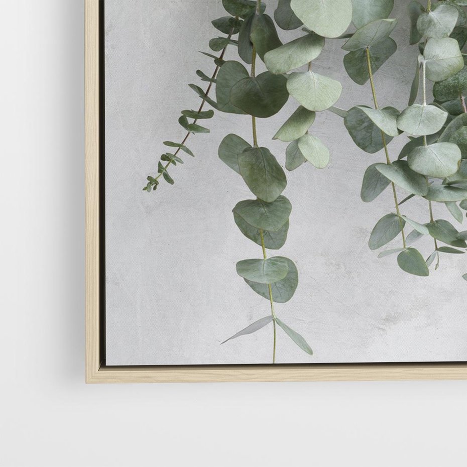 Obraz w ramie 80x80 - Uwodzicielska zieleń eukaliptusa - eukaliptus, zielone - rama drewno