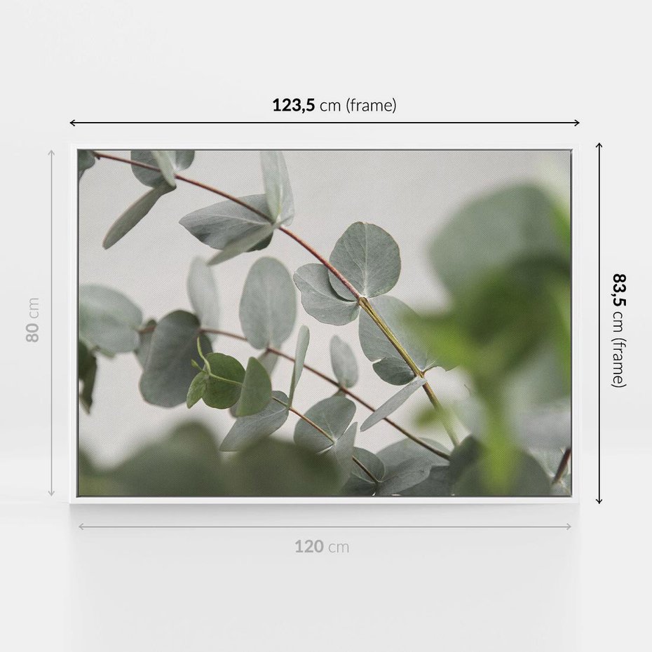 Obraz w ramie 120x80 - Liście eukaliptusa w naturze - eukaliptus, liście - rama biała