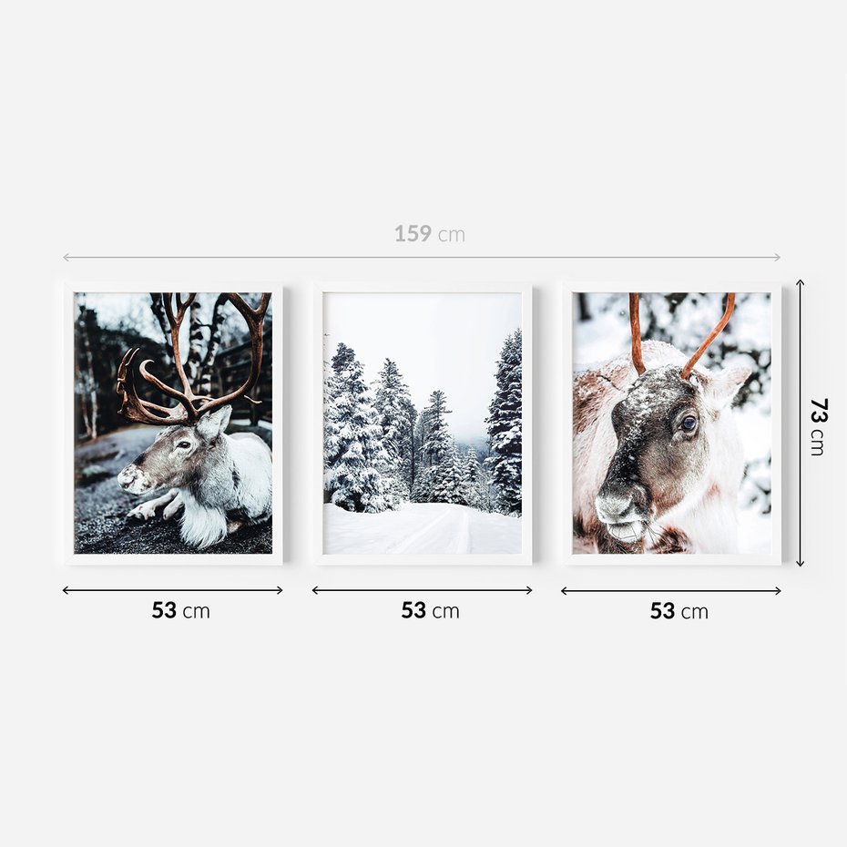 Zestaw obrazy w ramie 50x70 galeria - Renifer, zima, las, pejzaż, natura - rama biała