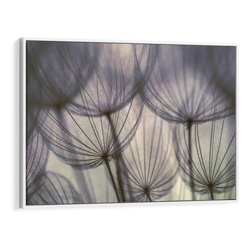 Obraz w ramie 120x80 - Makro dmuchawiec - piękno drobnych detali - dmuchawce, makro - rama biała