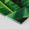 Obraz na płótnie 120x80 - Zaklęta roślinna ekspresja - liście bananowca, gęsto ułożone