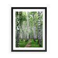 Plakat w ramie 40x50 - Magia lasu pełnego brzóz - las, brzozy - rama czarna