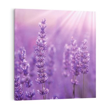 Obraz na płótnie 30x30 - Fioletowa harmonia lawendy - lawenda, fiolet