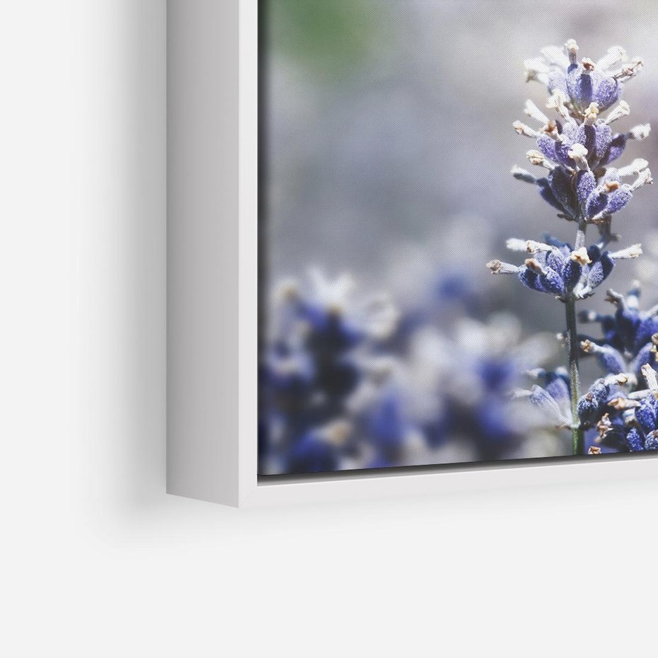 Obraz w ramie 80x80 - Delikatna Uroda Natury - wrzosy, fiolet - rama biała