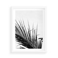 Plakat w ramie 50x70 - Sztuka Natury: Monochromatyczna Palma - palma, czarno białe zdjęcie - rama biała