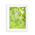 Plakat w ramie 40x50 - Zielone liście natury - liści, zieleń - rama biała