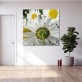Obraz na płótnie 30x30 - Stokrotki w pełnym rozkwicie - stokrotki, kwiaty