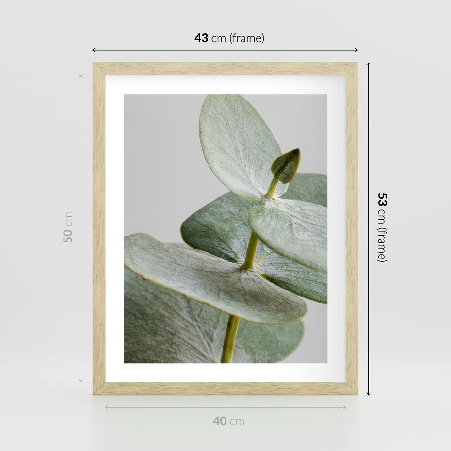 Plakat w ramie 40x50 - Eukaliptusowa zieleń - eukaliptus, zielone - rama drewno