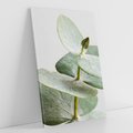 Obraz na płótnie 80x120 - Eukaliptusowa zieleń - eukaliptus, zielone
