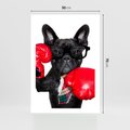 Plakat bez ramy 50x70 - Boksujący mops - pies - boks, mops
