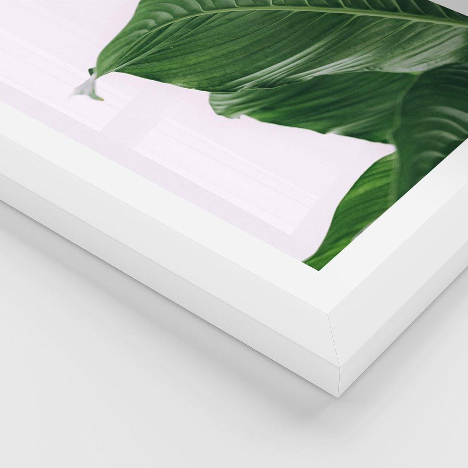Plakat w ramie 50x70 - Zielone liście monstery - liście, monstera - rama biała