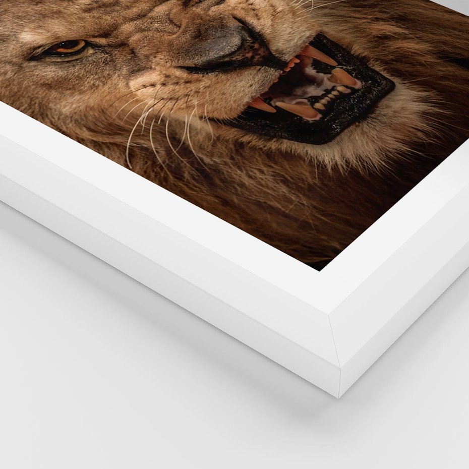 Plakat w ramie 30x40 - Władca Sawanny - lew, sawanna - rama biała