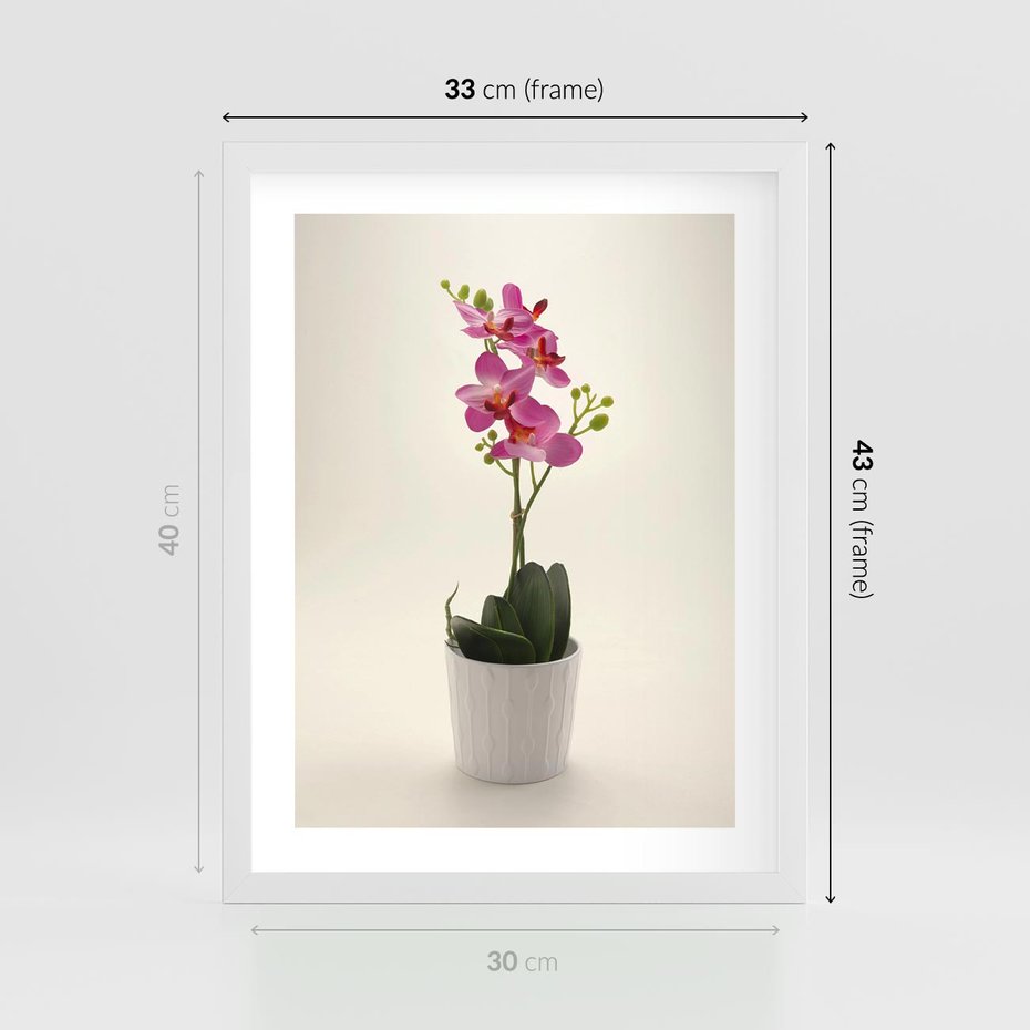 Plakat w ramie 30x40 - Delikatność storczyka orchidei - storczyk, orchidea - rama biała