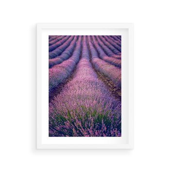 Plakat w ramie 40x50 - Pole Lawendy w Pełnej Krasie - pole lawendy, kompozycja - rama biała