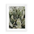 Plakat w ramie 50x70 - Kaktusowa Harmonia - kaktusy, fotografia - rama biała