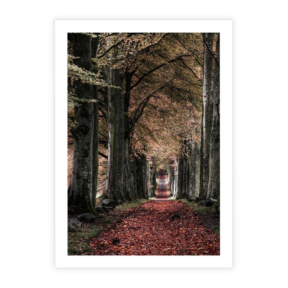 Plakat bez ramy 50x70 - Spacer po Leśnej Drodze - ścieżka w lesie, jesień suche liście