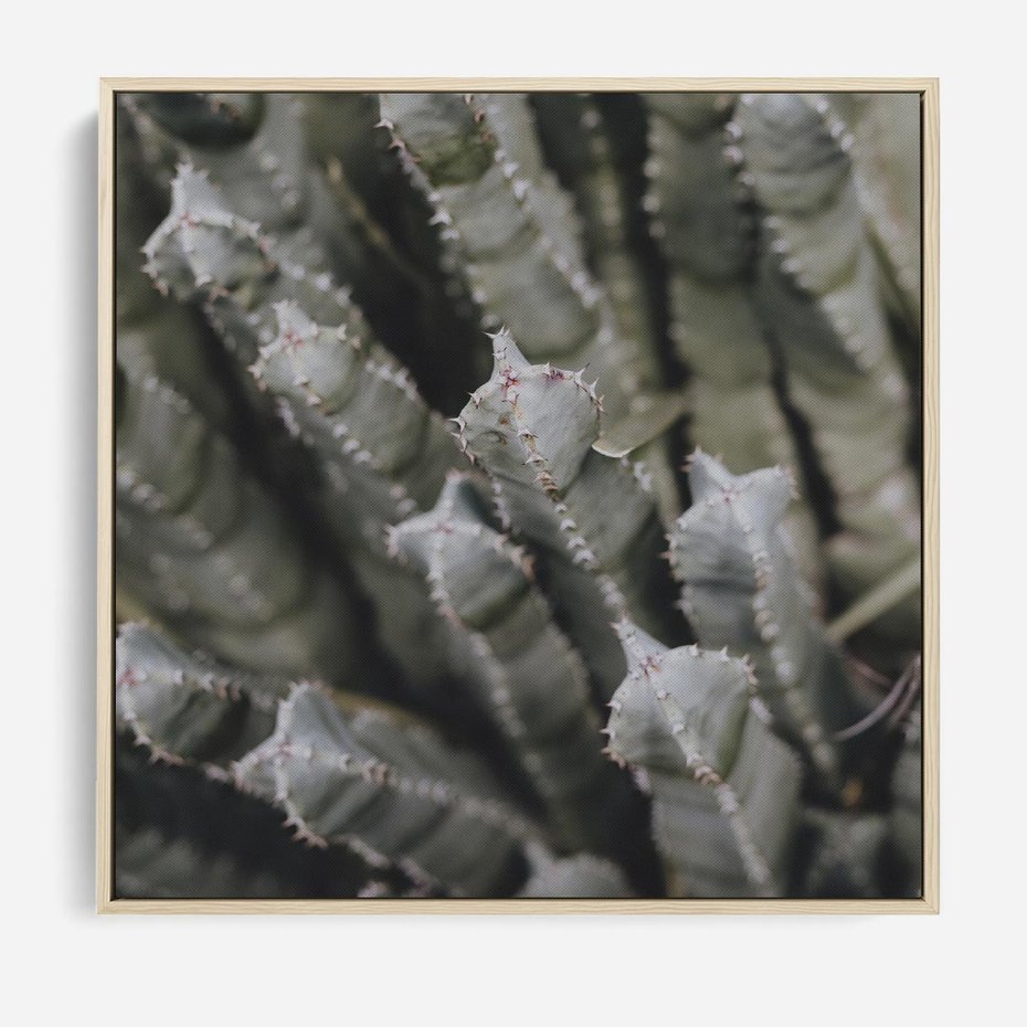 Obraz w ramie 80x80 - Boho kaktusy na pustyni - kaktusy, pustynia - rama drewno