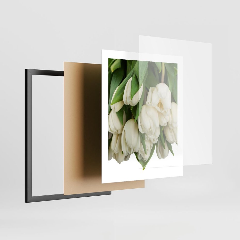 Plakat w ramie 40x50 - Białe tulipany w pełnym rozkwicie - białe, tulipany - rama czarna