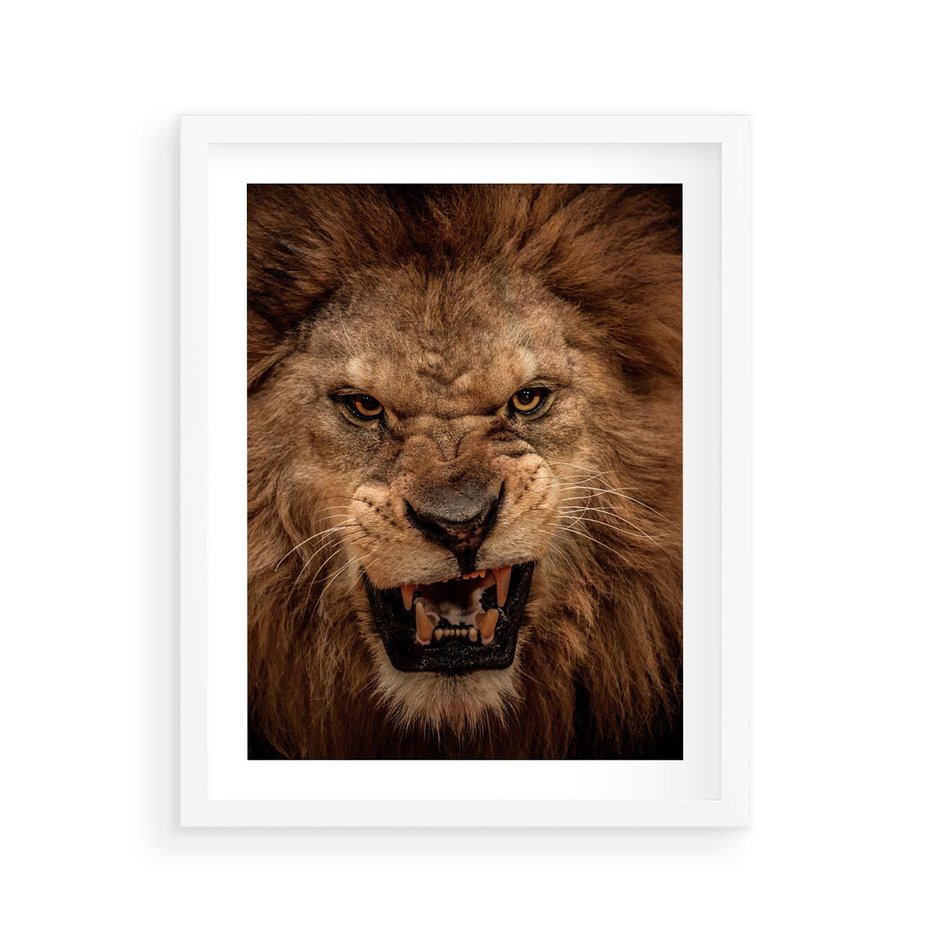 Plakat w ramie 40x50 - Władca Sawanny - lew, sawanna - rama biała