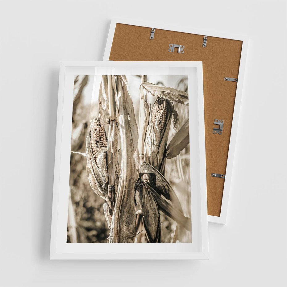 Plakat w ramie 50x70 - Retro Pole Kukurydzy - retro zdjęcie, sepia - rama biała