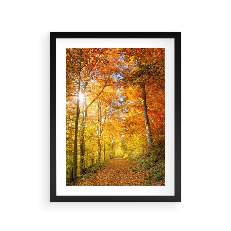 Plakat w ramie 30x40 - Złote barwy jesiennego lasu - las, jesień - rama czarna
